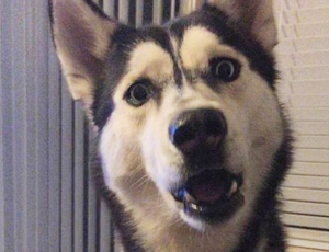 卡密网站推荐的网站攻击软件工具