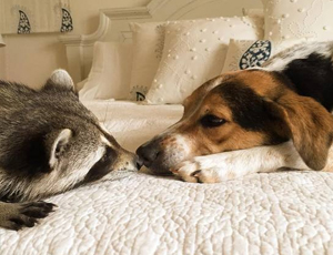 服务器攻击方式