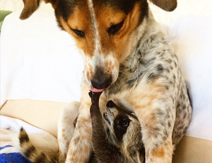 网页攻击器教程