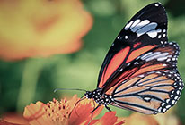 软件商城可靠的免费ddos攻击网页端