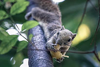 网页在线DDOS压力测试