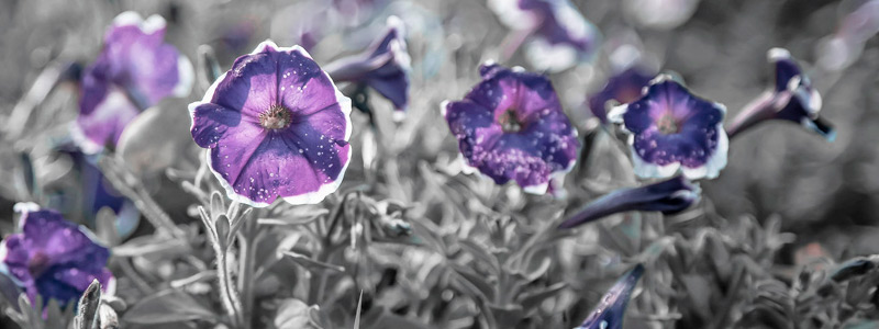 专业软件的网页DDOS攻击平台