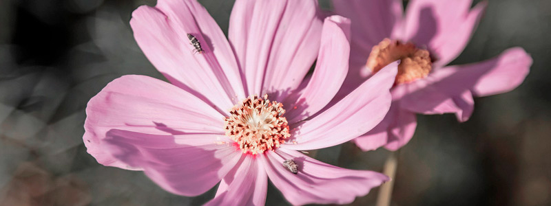 一键资源释放的网页DDOS攻击平台